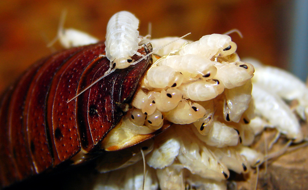 小强危害多，7种灭杀蟑螂的方法